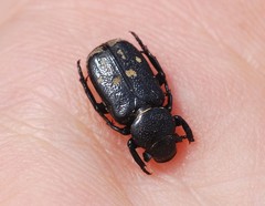 Clinterocera scabrosa