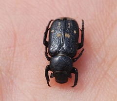 Clinterocera scabrosa