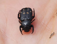 Clinterocera scabrosa