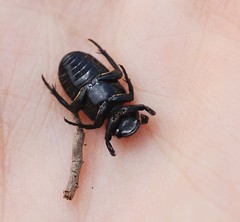 Clinterocera scabrosa