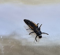 Harmonia axyridis
