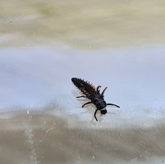 Harmonia axyridis