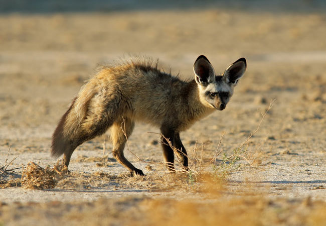 Otocyon (Otocyon megalotis)