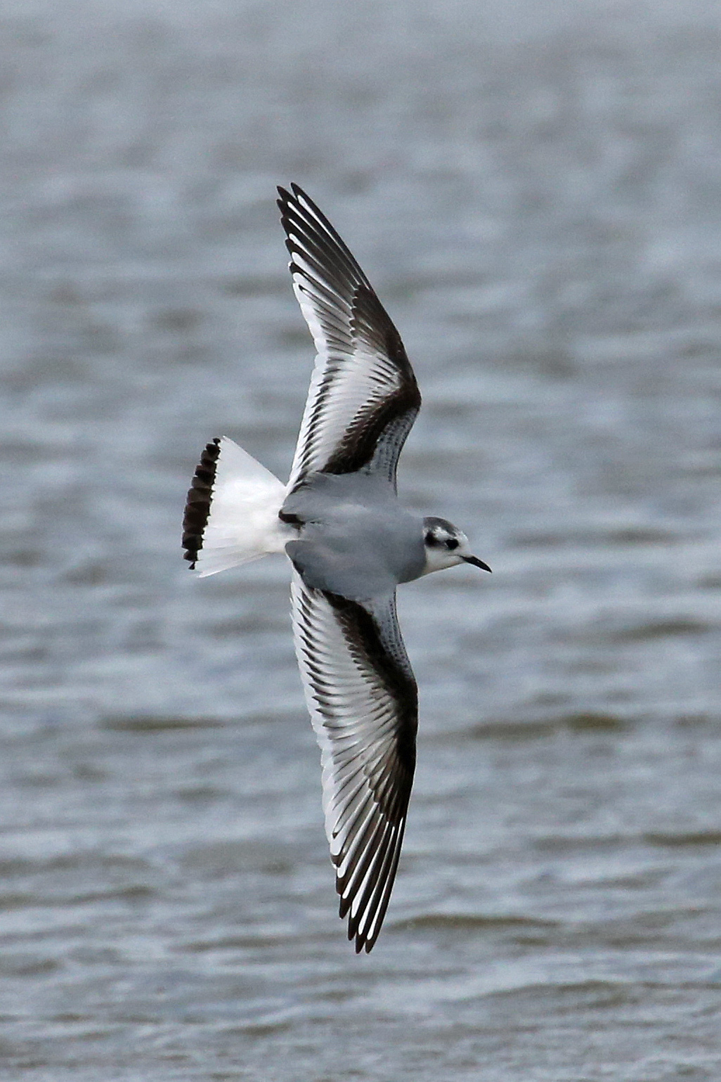 Little Gull (Hydrocoloeus minutus)
