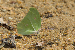 Anteos maerula