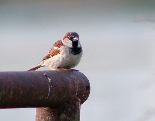 House Sparrow photographed in Arkansas