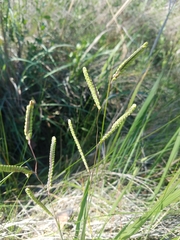 Paspalum praecox