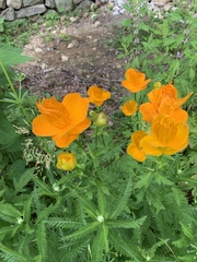 Trollius