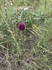 Allium
