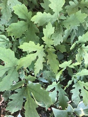 Stylophorum diphyllum