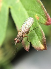 Coenosia