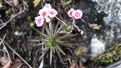 Androsace adfinis puberula