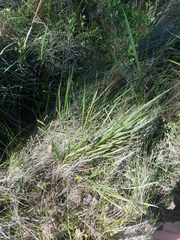 Paspalum praecox