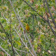 Chloris chloris
