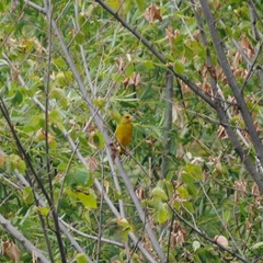 Chloris chloris