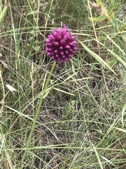 Allium