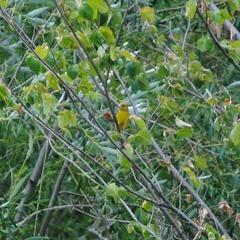 Chloris chloris
