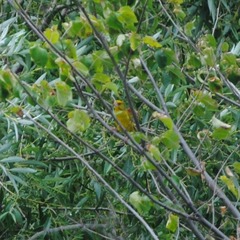 Chloris chloris