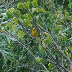 Chloris chloris