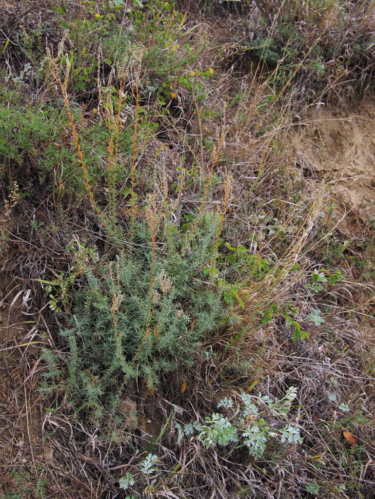 Forage Kochia Bapr5 Octc Flora Guide · Inaturalist