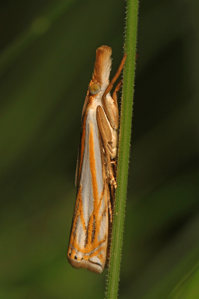 Pasture Grass-veneer