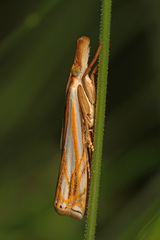 Crambus saltuellus