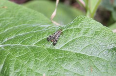 Panorpa meridionalis