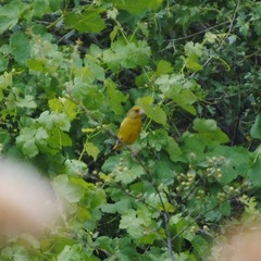 Chloris chloris