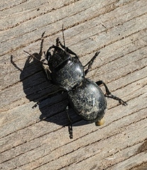 Pasimachus californicus