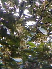 Vismia guianensis