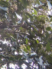 Vismia guianensis