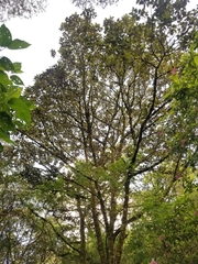 Vismia guianensis