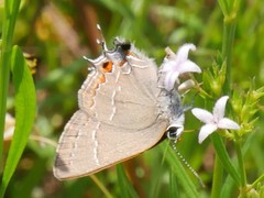 Satyrium favonius autolycus