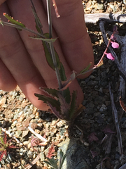 Streptanthus glandulosus pulchellus