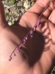 Streptanthus glandulosus pulchellus