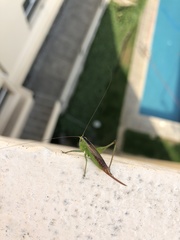 Conocephalus magdalenae