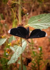 Melanchroia chephise