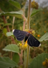 Melanchroia chephise
