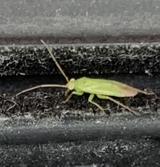 Orthotylus