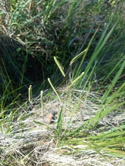 Paspalum praecox