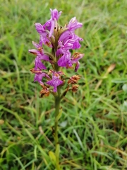Dactylorhiza elata