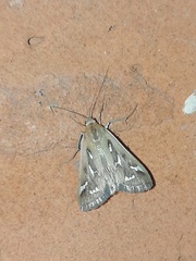 Diastictis