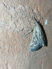 Diastictis