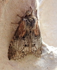 Peridea basitriens