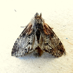 Peridea basitriens
