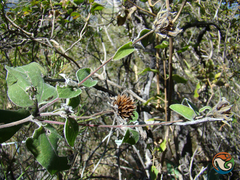 Viguiera grammatoglossa