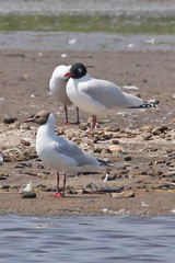 Ichthyaetus melanocephalus