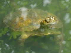 Mauremys leprosa leprosa