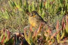 Macronyx capensis capensis