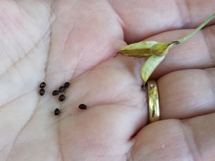 Delphinium alabamicum